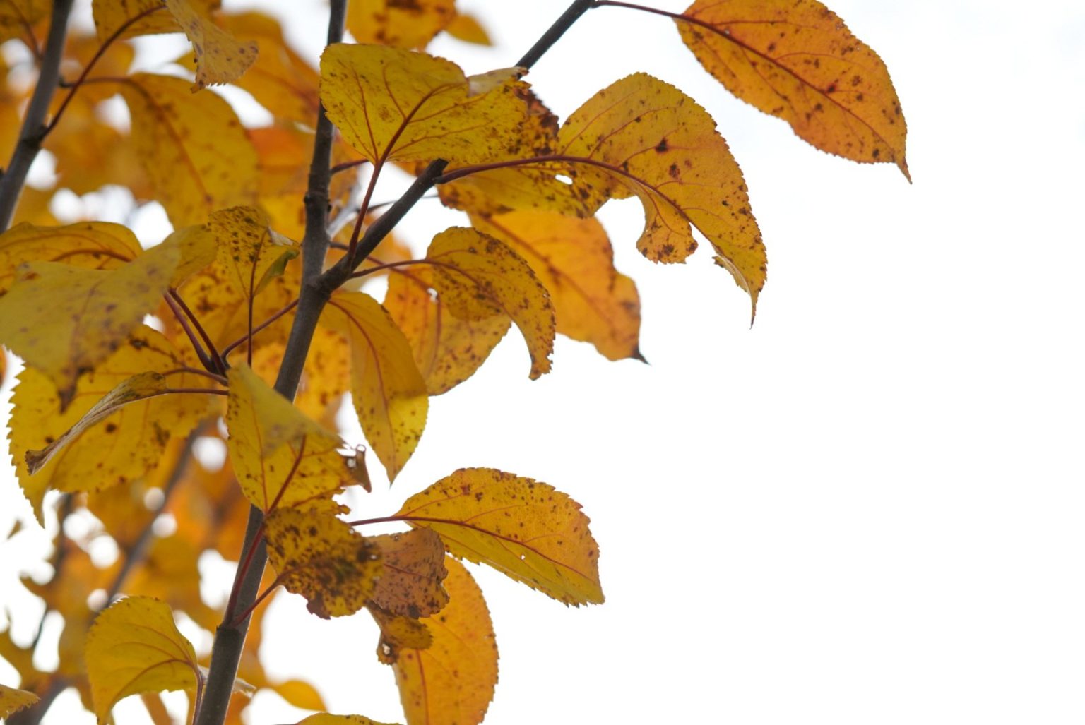 LUONTAISET TAIPUMUKSET