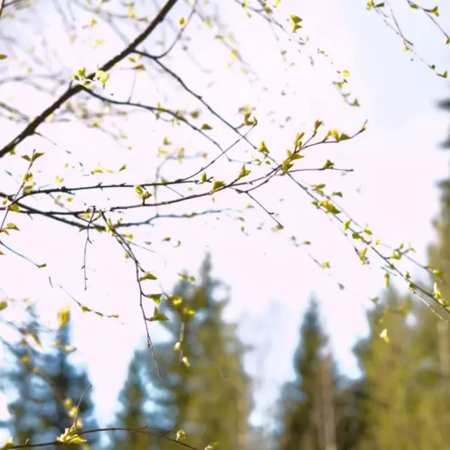 Tänä keväänä on tapahtunut niin paljon mielen sisäistä kehitystä, että ihan hengästyttää.😮‍💨 Aloitin terapian puolitoista vuotta sitten ja asetettiin terapialle tavoitteet. Tietysti me tarkastellaan terapian tavoitteita säännöllisesti. Mun ykköstavoite on ollut koko ajan 

❗löytää turva itsestä

ja nyt voin kiitollisena itselleni katsoa vuosia taaksepäin ja todeta, että eteenpäin on menty todella paljon. ❤️ Mä uskon yhteisön voimaan ja uskon siihen, että ihminen on tarkoitettu toisen ihmisen rinnalle. Uskon, että kenenkään ei ole tarkoitettu selviävän yksin. Kuitenkin se, että mä en löytänyt yhtään turvaa itsestäni, vaikeutti mun elämää suunnattomasti. 

Mä olen tehnyt terapian ohella mielikuvaharjoitteita, hengitysharjoitteita ja kehon rentouttamis- ja stressinlievittämisharjoitteita. Mä olen lukenut (kuunnellut) kymmeniä kirjoja koskien traumatyötä, mielen valjastamista turvan luomiseen ja oman voiman vahvistamisesta sanojen avulla. Suurin askel prosessissa oli se, että mä olin valmis monen vuoden (noin kymmenen?) tauon jälkeen olemaan yksin kotona yötä ja vieläpä monta yötä peräkkäin.

Vaikka muiden ihmisten tekojen seurauksena mun turvan tunne katosi tässä elämässä täysin, niin oli mun vastuulla palauttaa se itselleni. Ja nyt mä kyyneleet poskia koristaen kiitän itseäni tästä valtavasta työstä, jonka olen tehnyt. 👑

 En ole valmis vielä, enkä sitä odotakaan. Jatkan omaa työskentelyä ja näytän lapsille, että todella vaikeista hetkistä ja monista traumaattisista tapahtumista voi nousta takaisin jaloilleen. Haluan olla lapsilleni esimerkkinä siitä, että sitoutunut toiminta tuottaa tulosta. 🔥 Lapset ovat nähneet, että olen ajanut joka viikko tunnin matkan päähän terapiaan, päästänyt kotona itkut ulos kun on itkettänyt, muistanut puhua itselleni vahvistavasti ja kannusten ja samaan aikaan hyväksyen kertonut varjoista, joita edelleen minussa on. Olen halunnut kehittyä ja toivon, että se, että en luovuttanut, jää lapsien syvään muistiin, - johonkin sellaiseen paikkaan, josta he voivat joskus kaivaa sen esikuvaksi itselleen.

#traumatyö #varjotyö #äitiys #terapia #henkinenkehitys